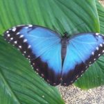 Fata Morgana – motýli